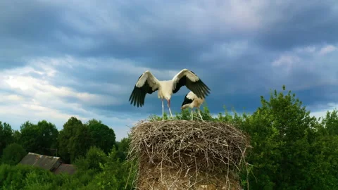 Birds learn to fly. A white stork chick spreads its wings. Stock Footage 157884821
