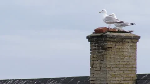 Birds leaving a chimney Stock Footage 11340080
