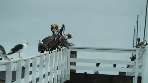Birds On Ledge of A Pier Stock Footage 47461328