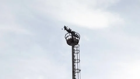 Birds on a Light Tower Stock Footage 265584051