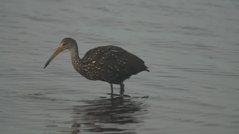 Birds Limpkin Stock Footage 102410520