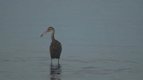 Birds Limpkin 스톡 동영상 102410529