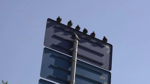 Birds lined up on a sign Stock-Footage 311482478