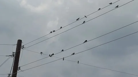 BIRDS ON THE LINES Video stock 142138992