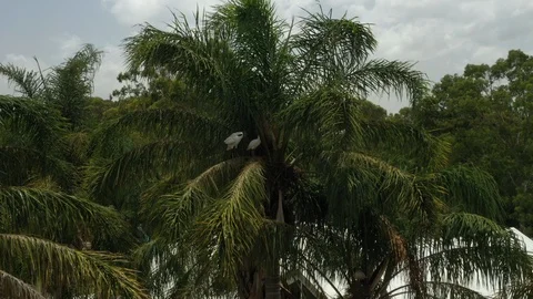 Birds with a long beak sit in a palm tree Stock Footage 101143079