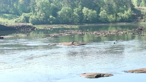 Birds Looking for Fish Stock Footage 274573842