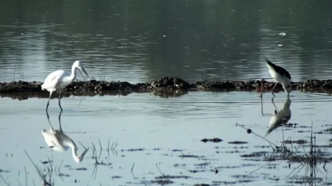 Birds looking for fish in the rice fields Stock Footage 151525576