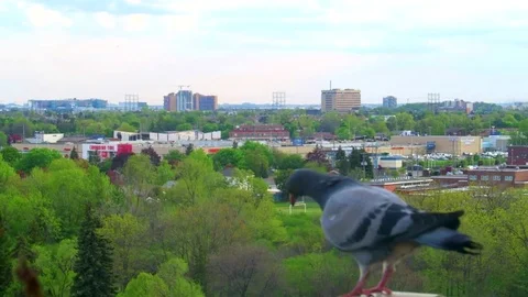 Birds looking over the city Stock Footage 75654786