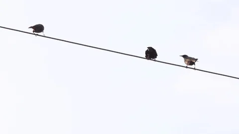 Birds in love Stock Footage 127525610