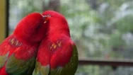 Birds In Love: Pair Of Cute Parrots Kissing Closeup Stock Footage