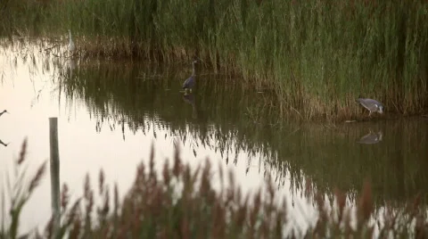 Birds in the marsh 库存影片 843279