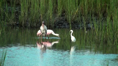 Birds in the marsh Stock Footage 32752849