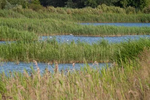 Birds in a marshland setting Stock Photos
