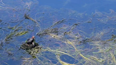 Birds mating on the surface of the water. Pair of little grebes Видео 341776566