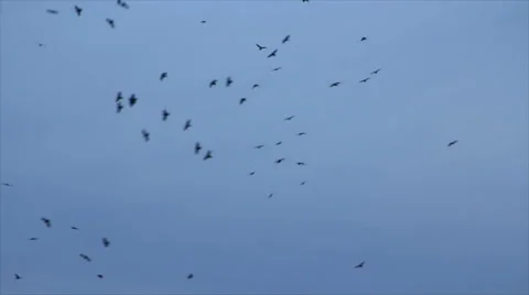 Birds meet together Stock Footage 65497833