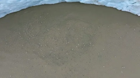 Birds migrating in the Arctic circle, flying close to an ice sheet, Aerial view 스톡 동영상 290161300