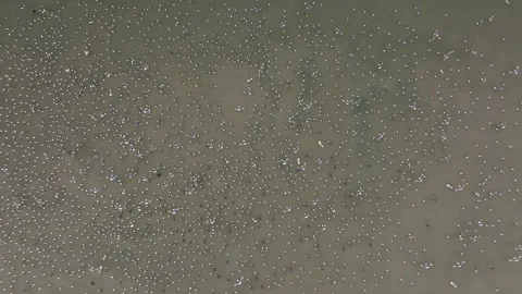 Birds migrating in the Arctic circle, flying close to an ice sheet, Aerial view Stock Footage 291622920