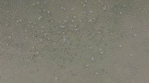 Birds migrating in the Arctic circle, flying close to an ice sheet, Aerial view Stock Footage 291622923