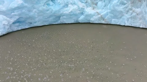 Birds migrating in the Arctic circle, flying close to an ice sheet, Aerial view Stock Footage 291623090