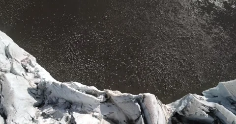 Birds migrating in the Arctic circle, flying close to an ice sheet, Aerial view Stock-Footage 297533461