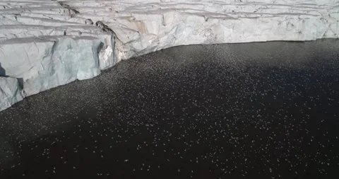Birds migrating in the Arctic circle, flying close to an ice sheet, Aerial view Stock-Footage 297533468