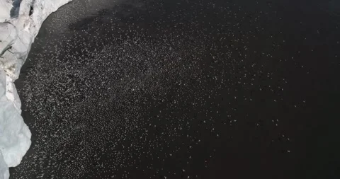 Birds migrating in the Arctic circle, flying close to an ice sheet, Aerial view Stock-Footage 297533469