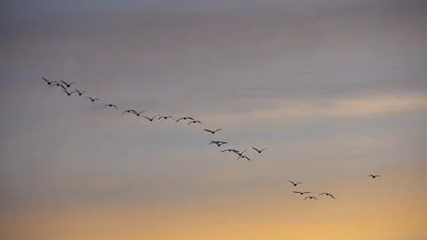Birds Migrating Stock Photos