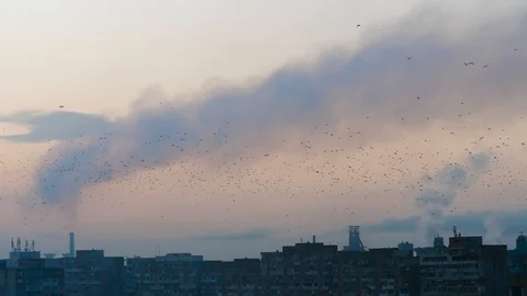 Birds Migration Over A Polluted City Stock-Footage 85704620