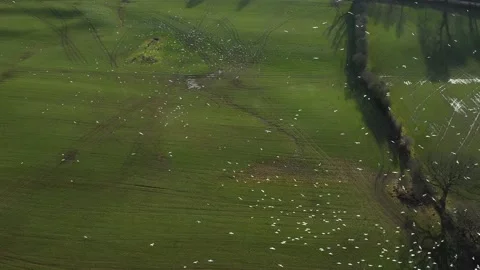 Birds in migration path gather in search of food 스톡 동영상 232719953
