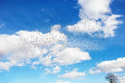 Birds migration Stock Photos