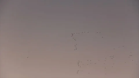 Birds migration in the sky Stock-Footage 133272579