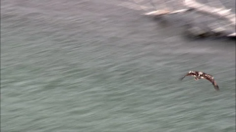 Birds On The Missouri River Stock Footage 66826890
