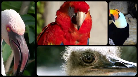 Birds, montage Stockbeeldmateriaal 33713931