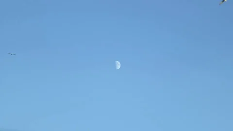 Birds Moon Fly Stock Footage 85272637