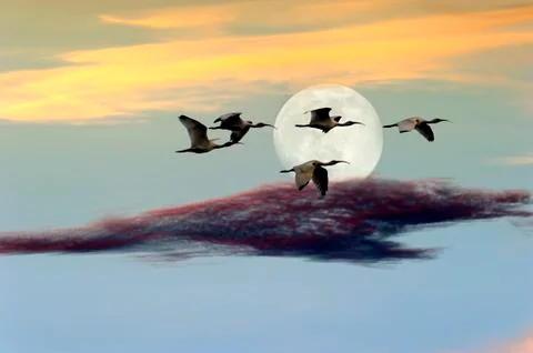 Birds Moon Stock Photos