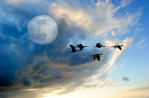 Birds Moon Stock Photos