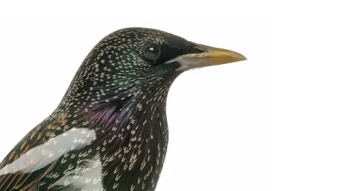 Birds morphing Stock Footage 32527432