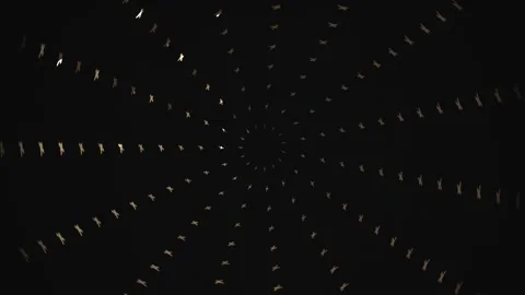 Birds in motion form a spiral pattern against dark Stock Footage 339348073