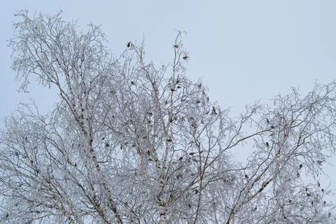 Birds move energetically, Sparrows flock among frosted branches, Active spa.. Stock Photos