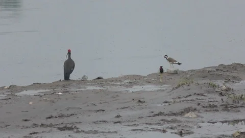 Birds moving in the sands of the river. Stock Footage 114386498