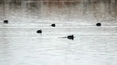 Birds Moving On The Water Video stock 13619561