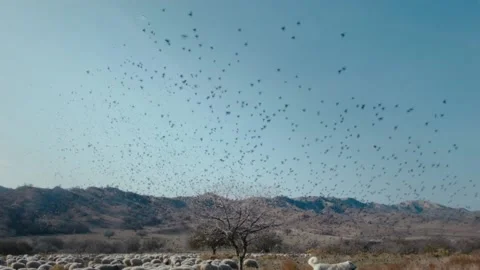 Birds Murmuration Stock Footage 221841139