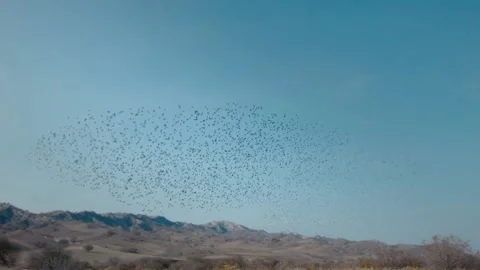 Birds Murmuration Stock Footage 221842153