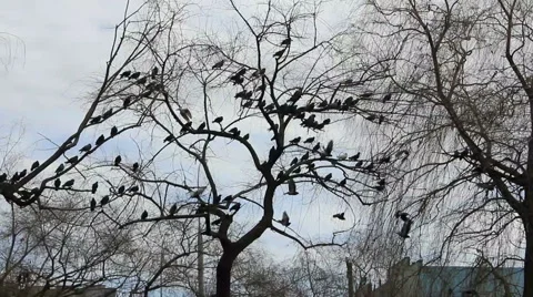 Birds on naked trees Stock-Footage 45615768