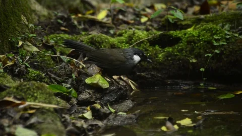 Birds in a natural pond Stock Footage 83542753