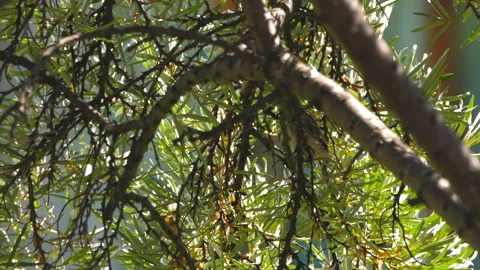 Birds in nature, chick on a tree Stock Footage 284451482