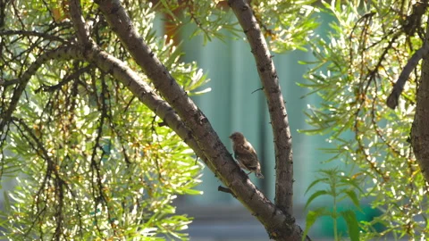 Birds in nature, chick on a tree Stock Footage 284866060