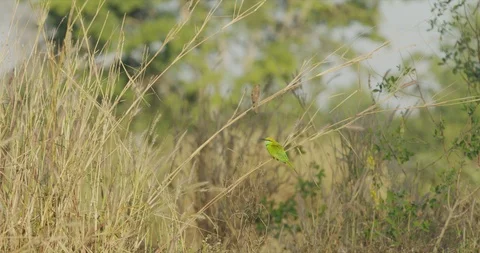 Birds in the nature Stock Footage 122580810
