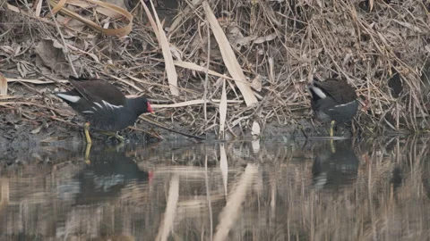 Birds in nature Stock Footage 244387591