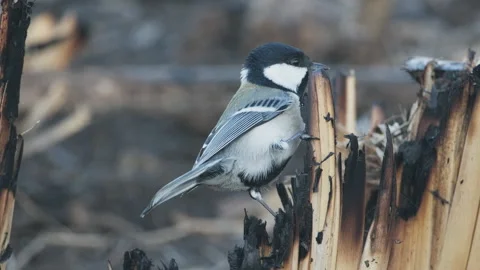 Birds in nature Stock Footage 244387602